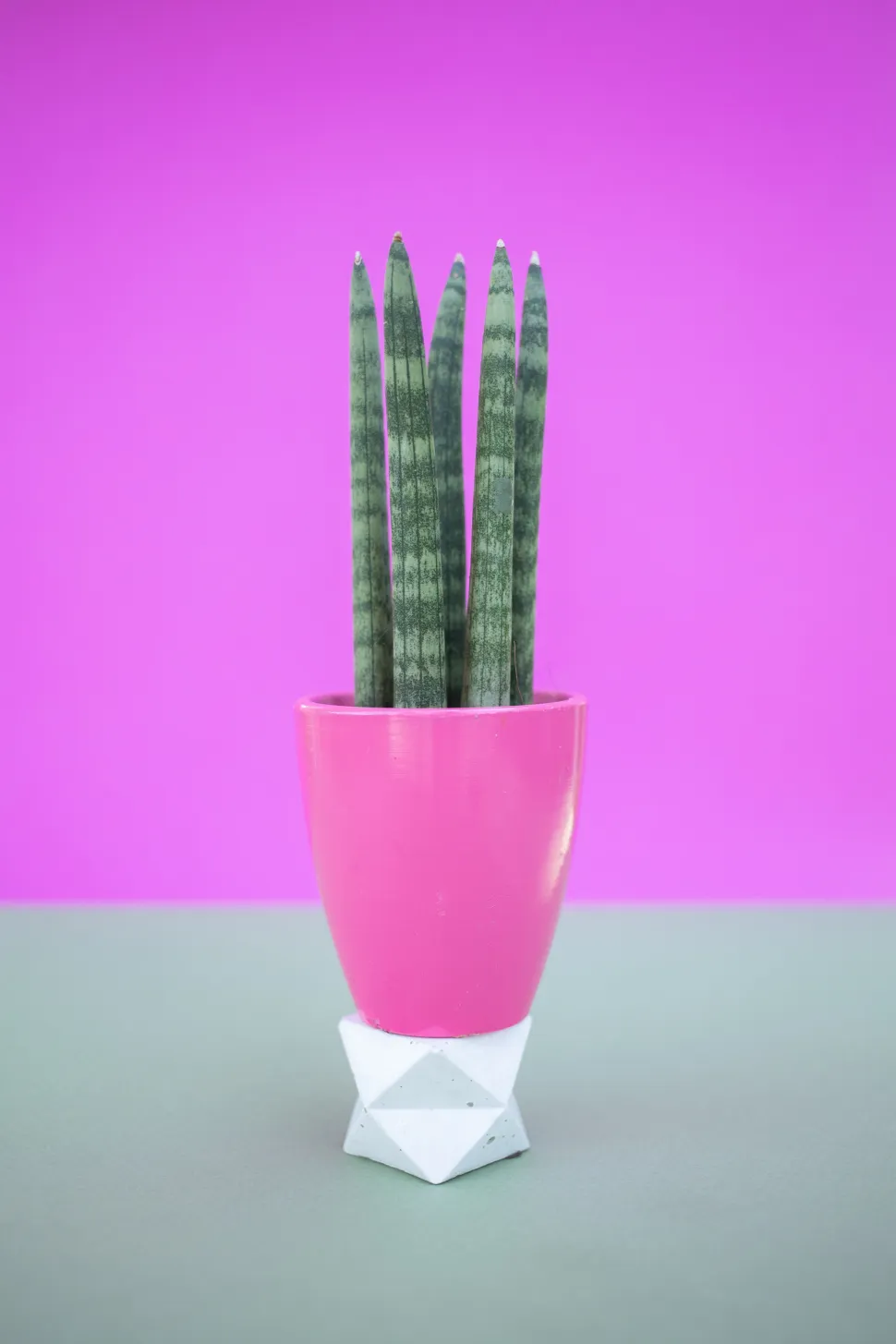 Sansevieria bacularis im Topf