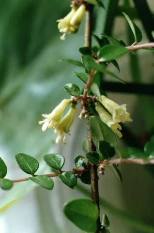 Fleurs Lonicera nitida