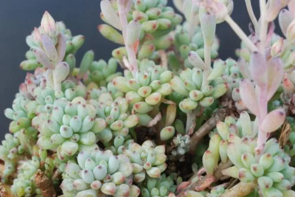 Blue succulent Graptopetalum pachyphyllum