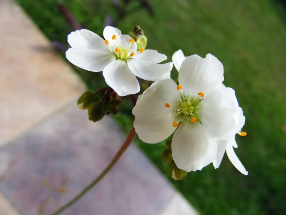 Witte bloemen Drosera binata