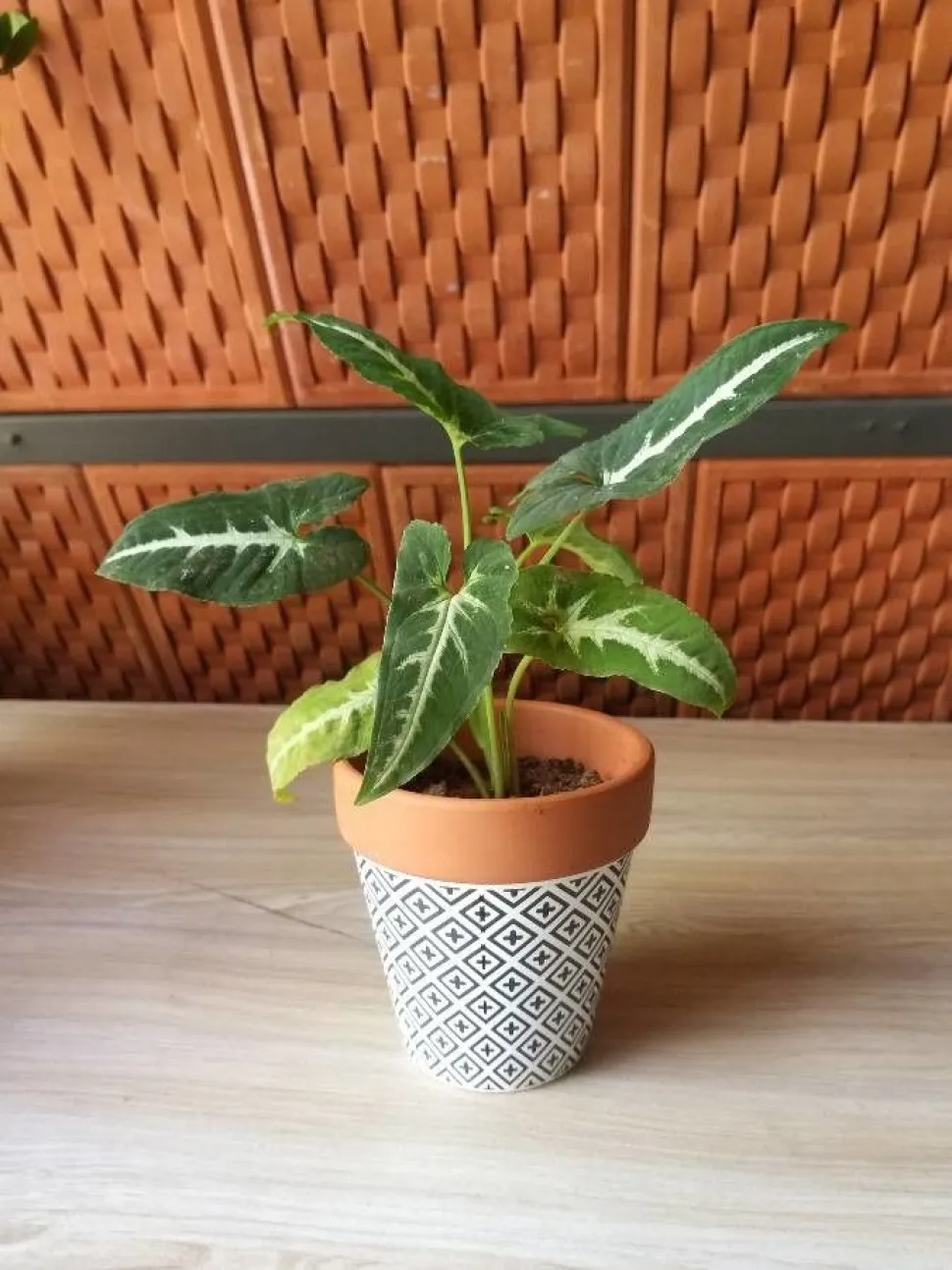 Syngonium foglie verdi vena d'argento in vaso