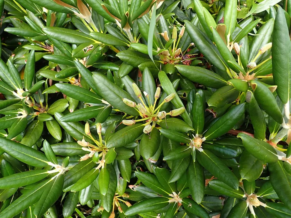 Folhas palmadas de Rhododendron yakushimanum