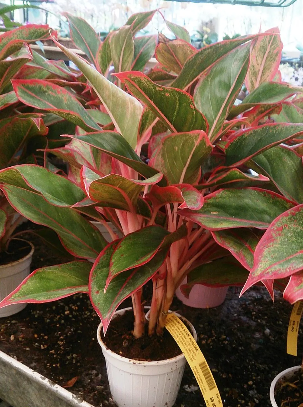 Aglaonema hojas rosas y verdes