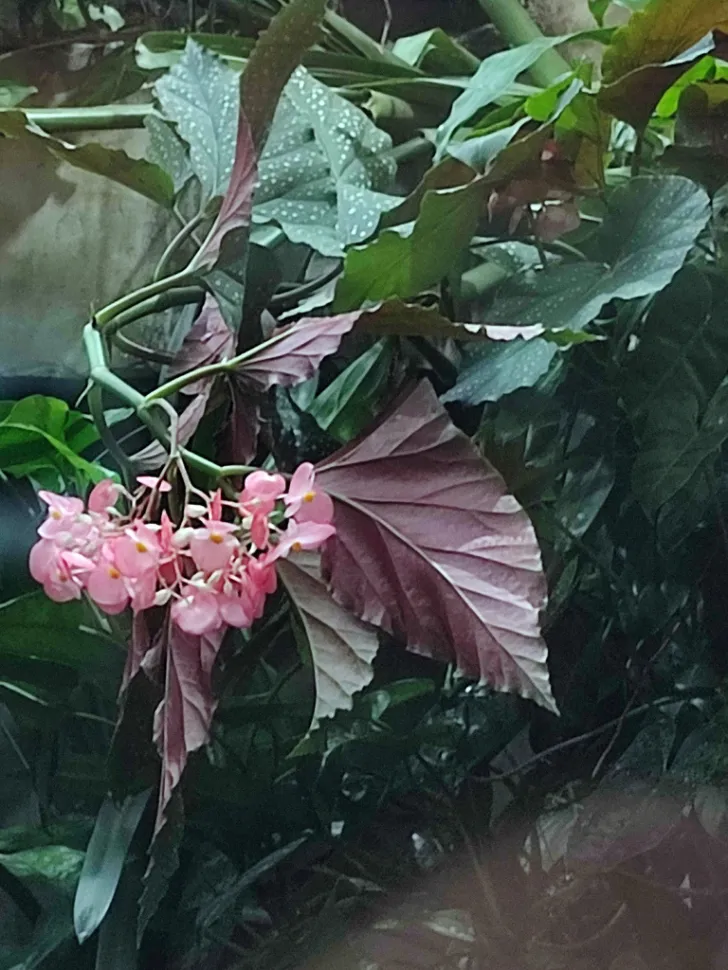 Begonia x lucerna fleurs roses feuillage tachetée