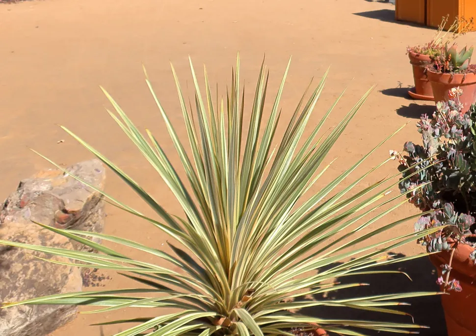 Cordyline Torbay dazzler en maceta