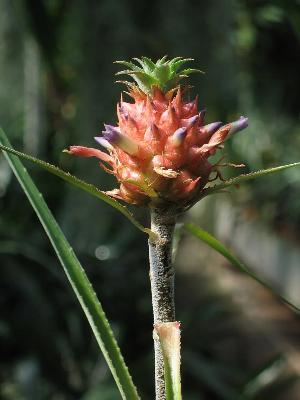 Inflorescencia Piña enana Ananas microstachys