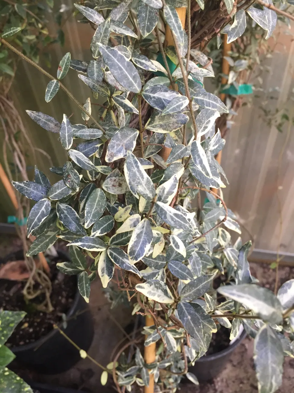 Broget løv Trachelospermum asiaticum
