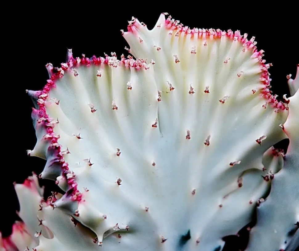 Euphorbia lactea 'White Ghost' kristallisiert