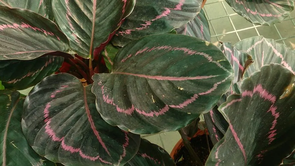 Hojas verde oscuro y rosa Calathea 'Dottie