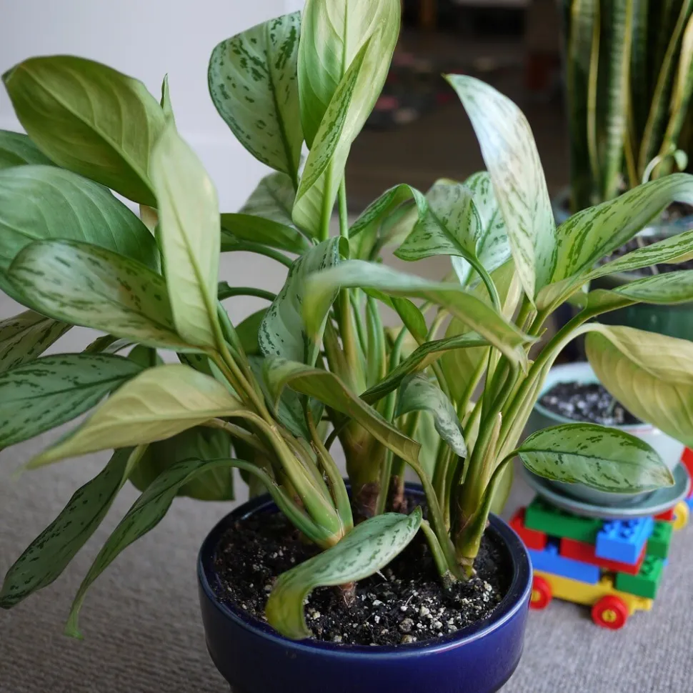 Aglaonema modestum in un vaso
