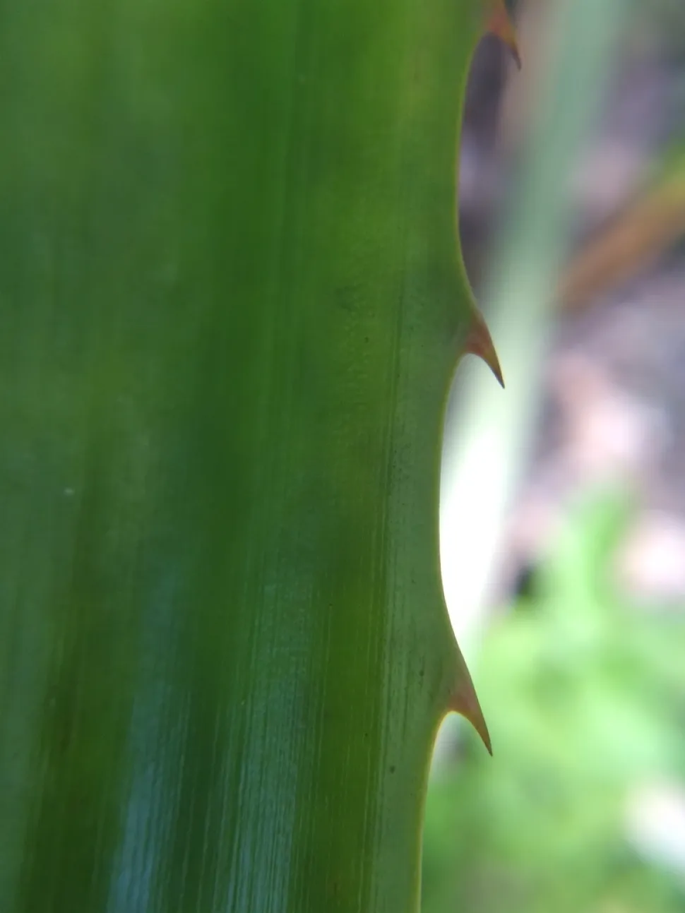 Márgenes dentados de las hojas Ananas comosus var. bracteatus
