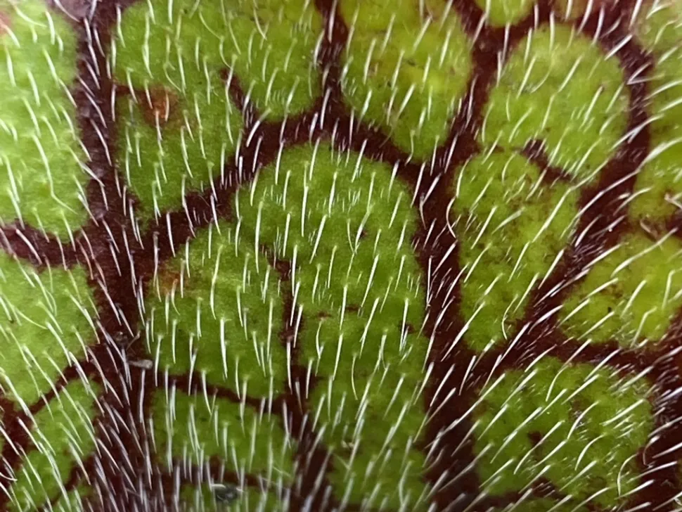 Trichomen van Sarracenia venosa