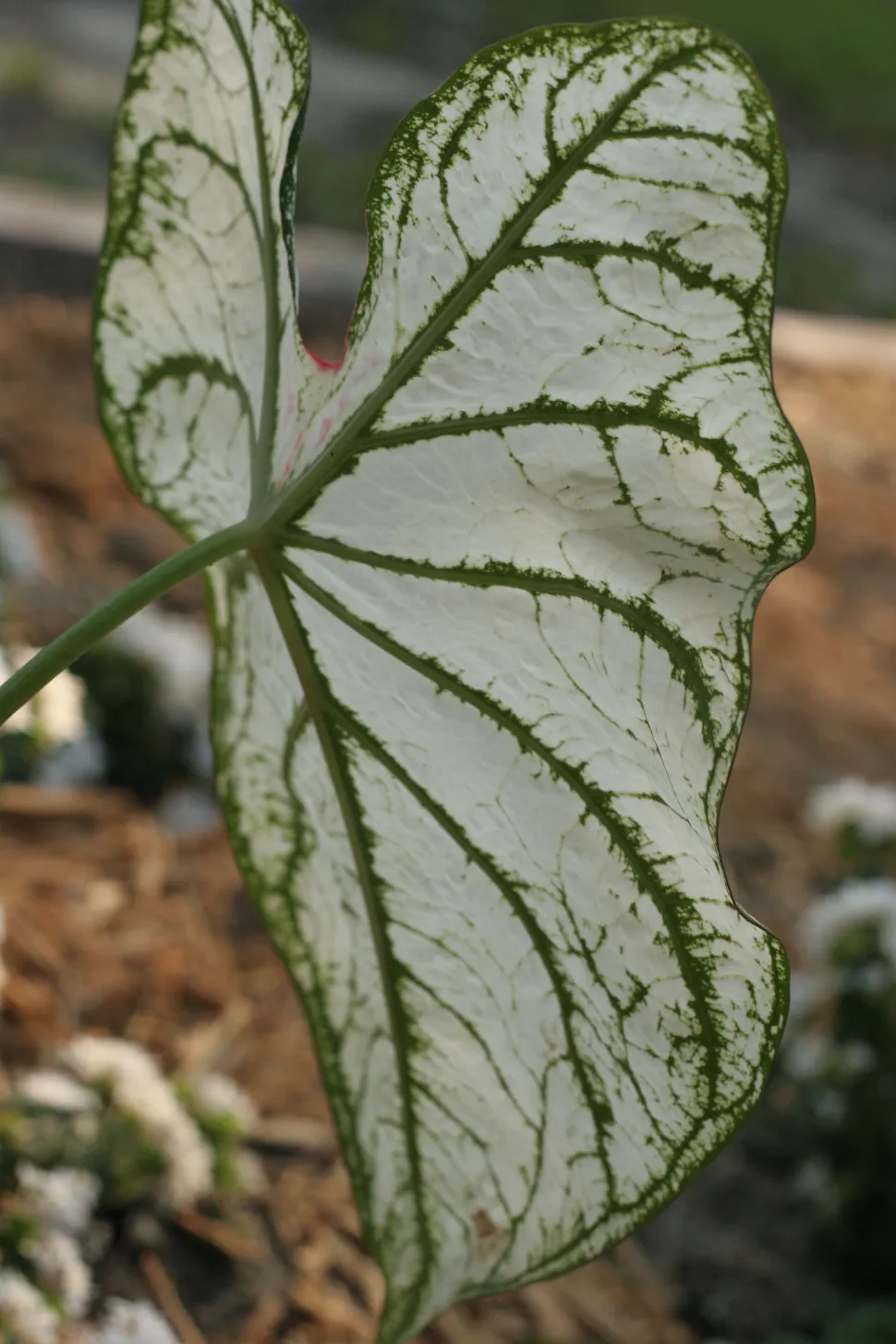 Weißes, lang gestieltes Blatt Caladium bicolor 'White Christmas' (Weiße Weihnacht)