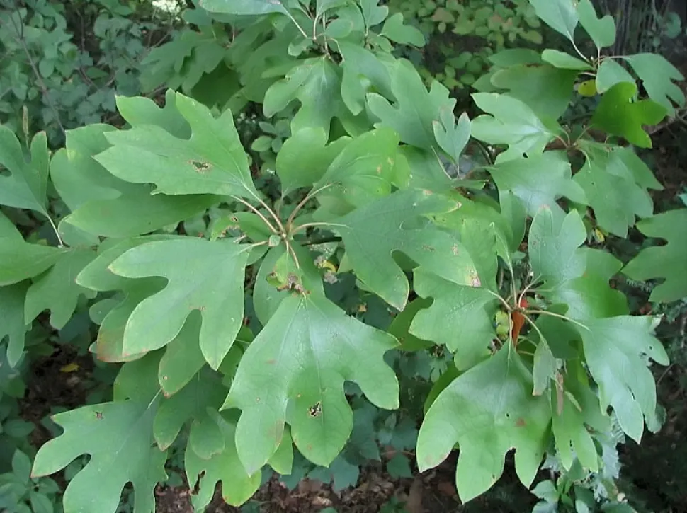 Løvværk Iroquois laurbær Sassafras albidum
