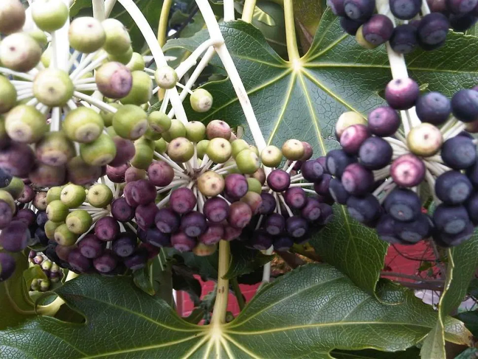 Frutti di Fatsia japonica