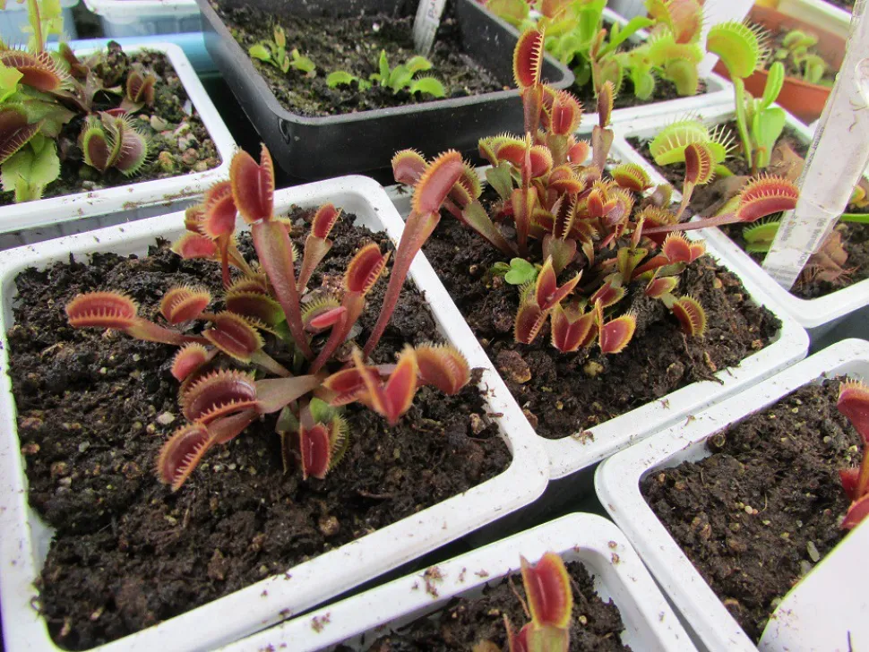 Cultivar von Dionaea muscipula