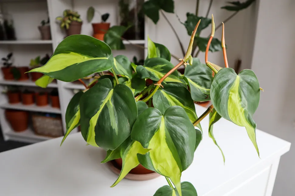 Grüner und gelber Philodendron im Topf