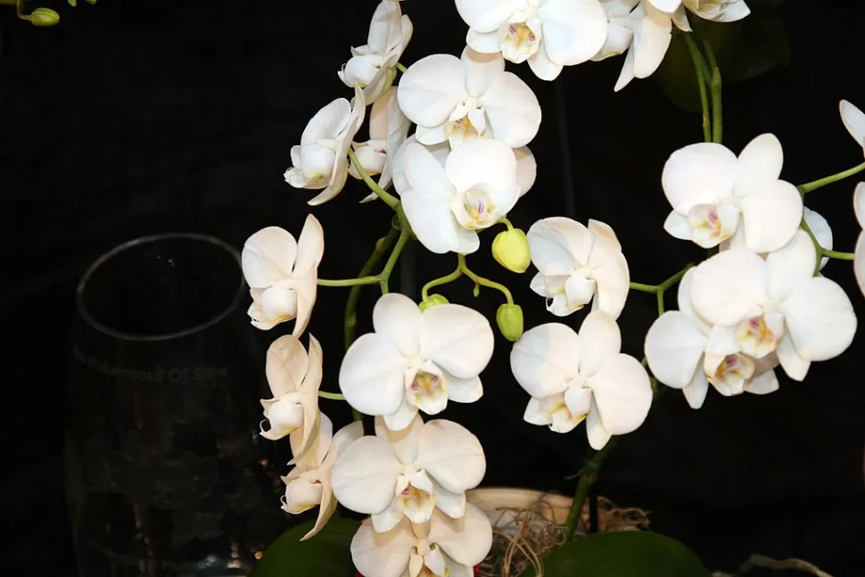Schmetterlingsorchidee Phalaenopsis amabilis in Blüte