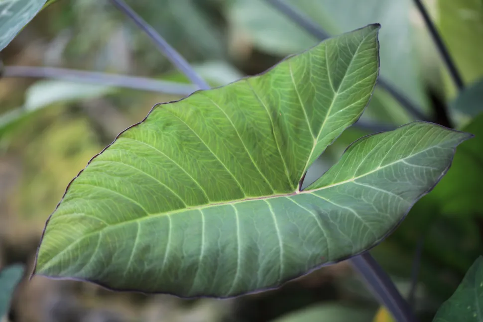 Hoja acanalada verde Syngonium podophyllum