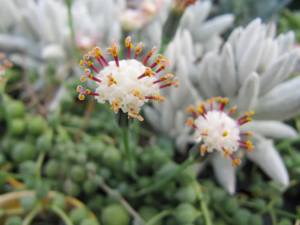 Blüten Curio rowleyanus weiß violett orange