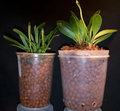 Plantas hidropónicas