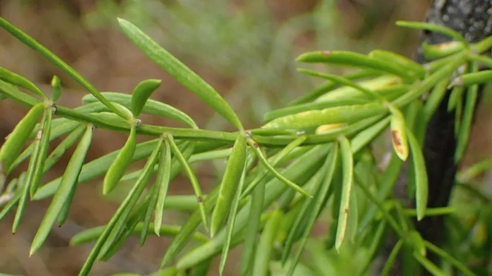 Espárrago densiflorus cladodio