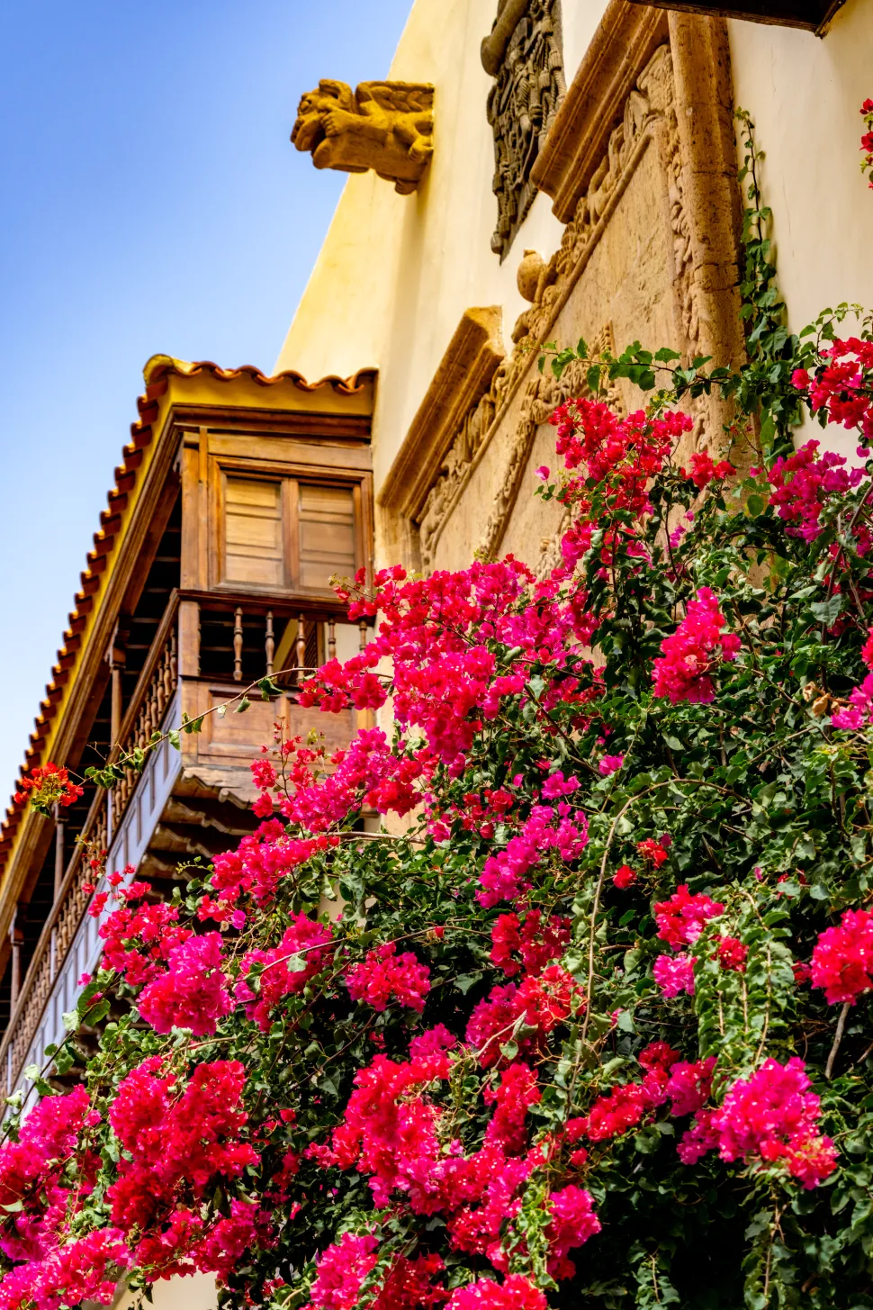 Blühende Bougainvillea vor der Vegueta de Colon in Las Palmas