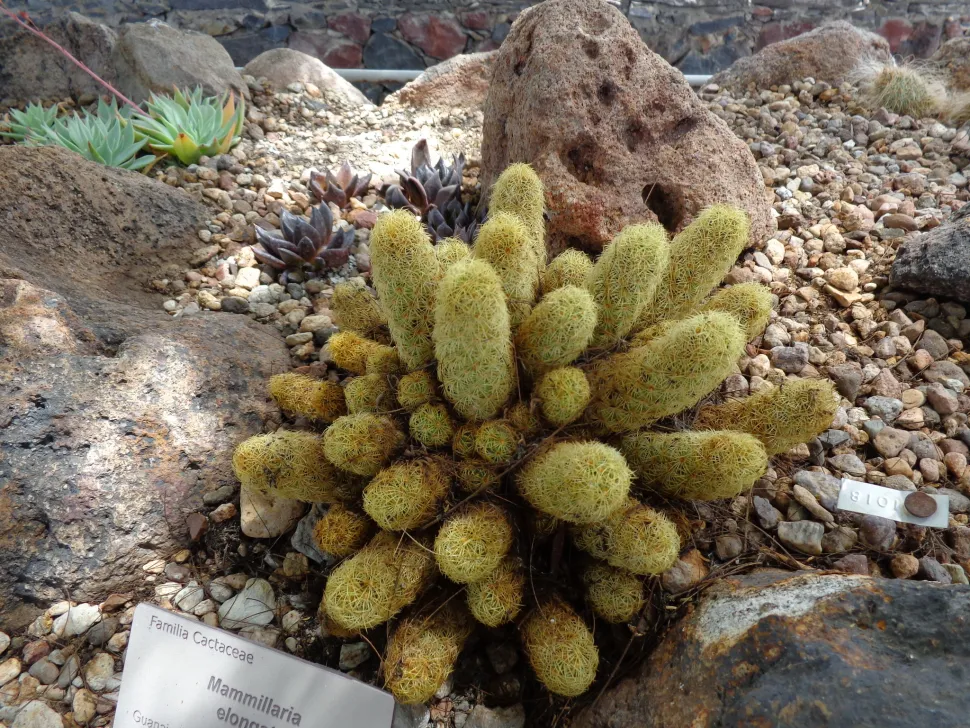 Mammillaria elongata mit Schösslingen
