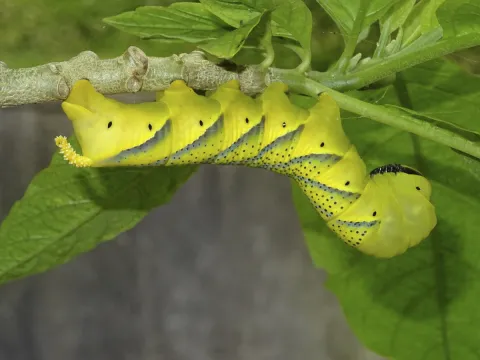 Chenille jaune et verte
