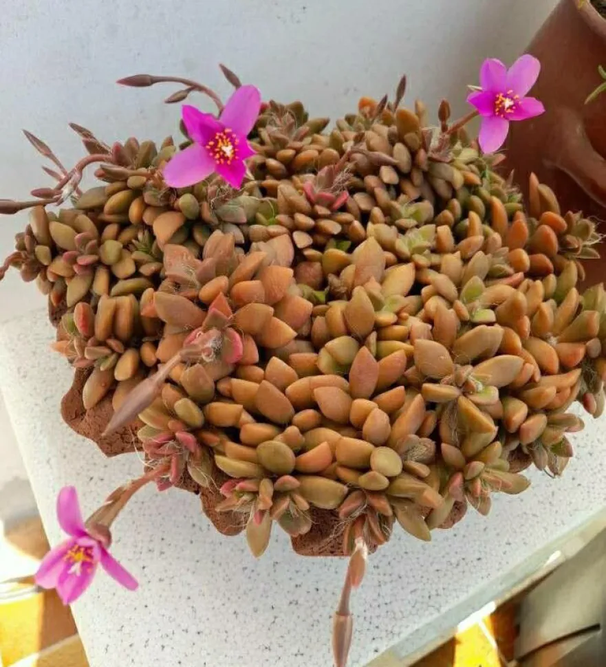 Anacampseros rufescens en fleurs