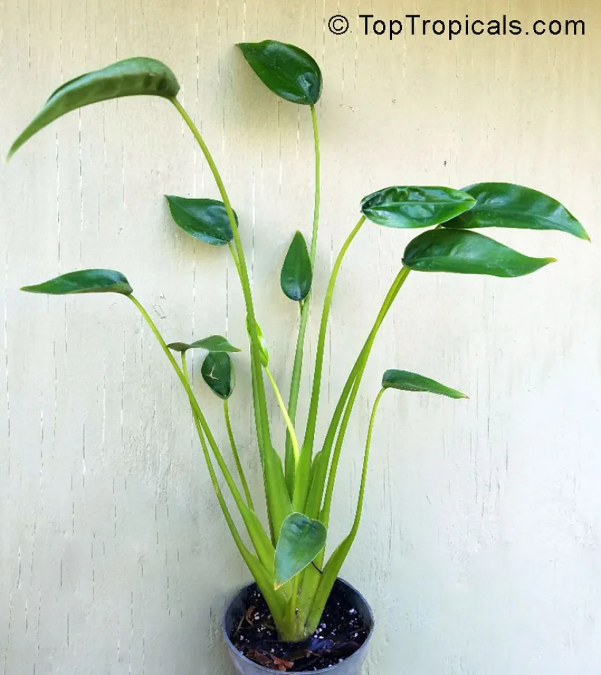 Alocasia grøn Lille danser