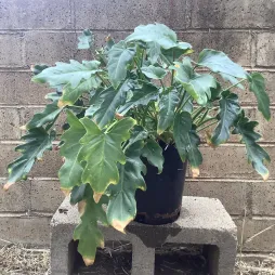 Philodendron xanadu en pot