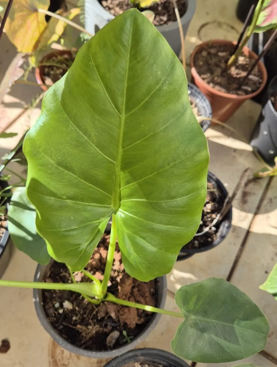 Hoja verde de Alocasia odora