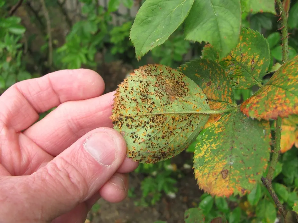 Rust on the leaves of a rose bush