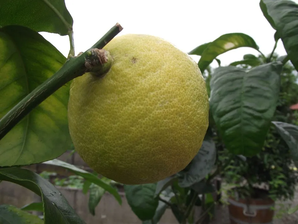 Fruta de bergamota