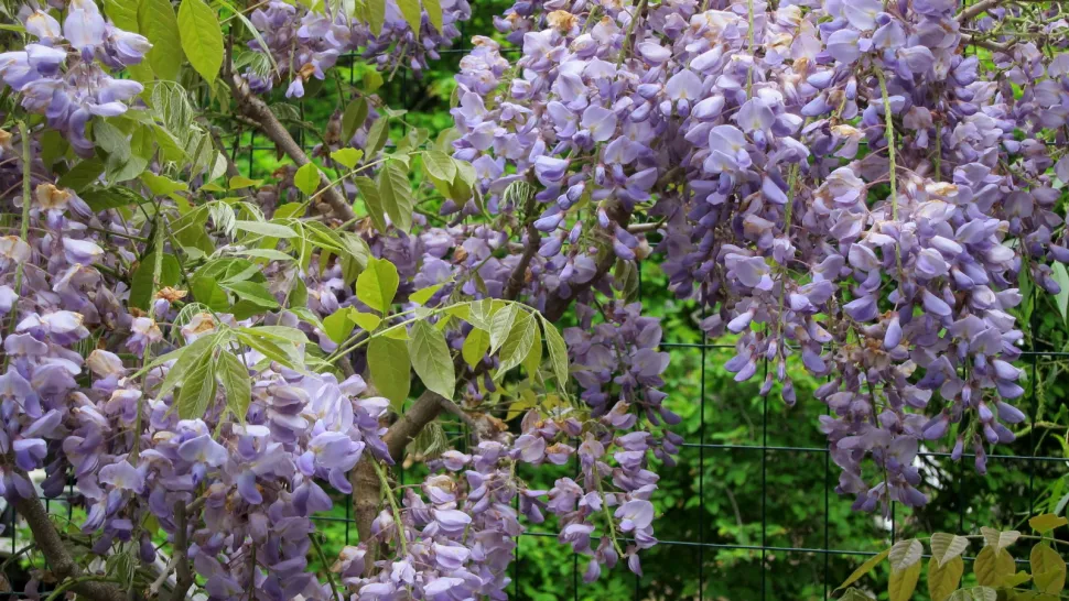 Paarse bloemen en groene bladeren van Chinese blauwe regen
