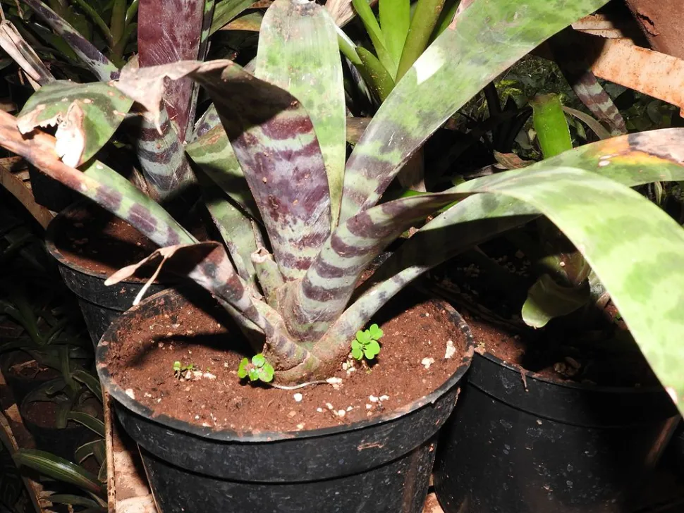 Feuillage zébré Aechmea chantinii