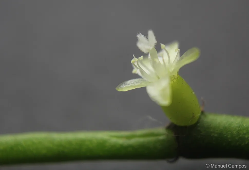 Fiore bianco Rhipsalis baccifera