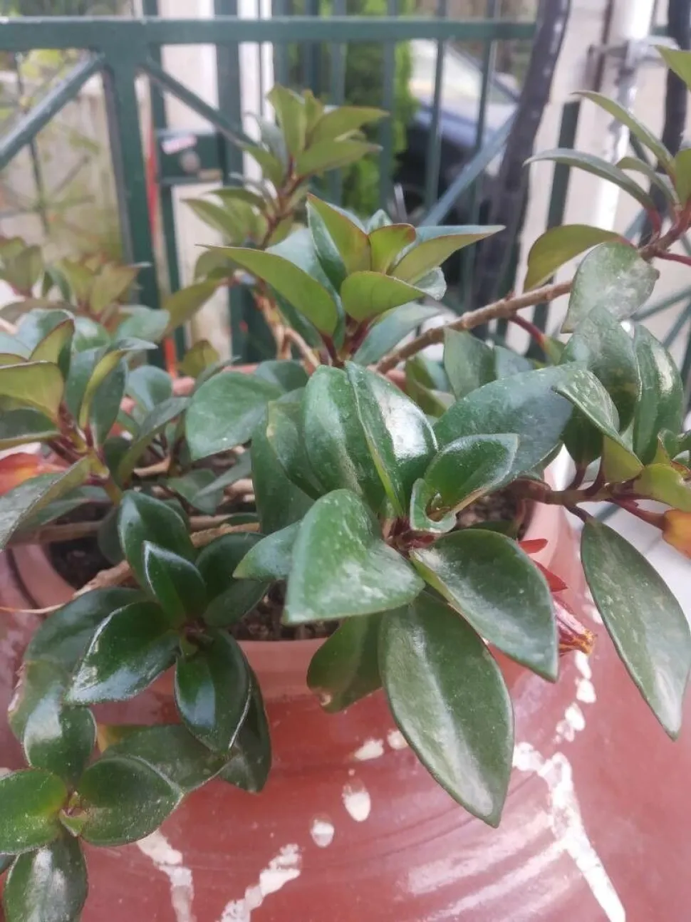 Feuilles vertes Nematanthus 'Tropicana'