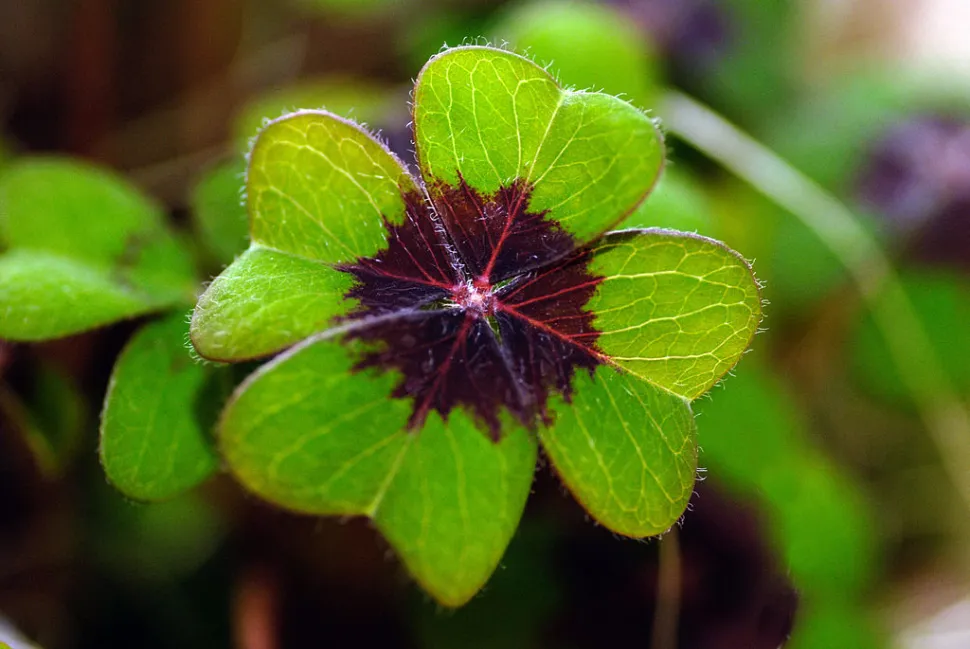 Falscher vierblättriger Klee in Grün und Violett