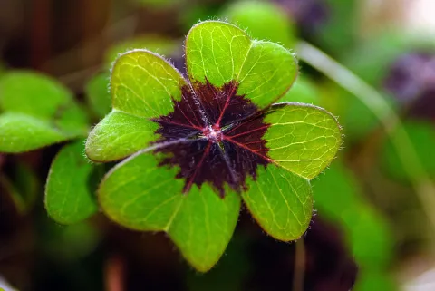Green and purple false four-leaf clover