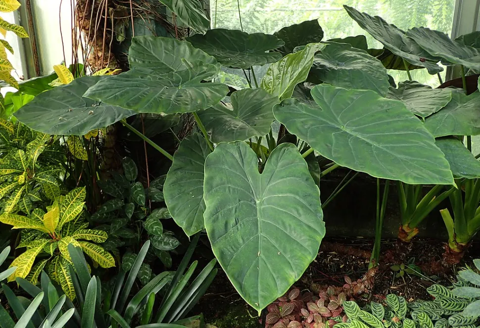 Hojas verde oscuro Alocasi wentii