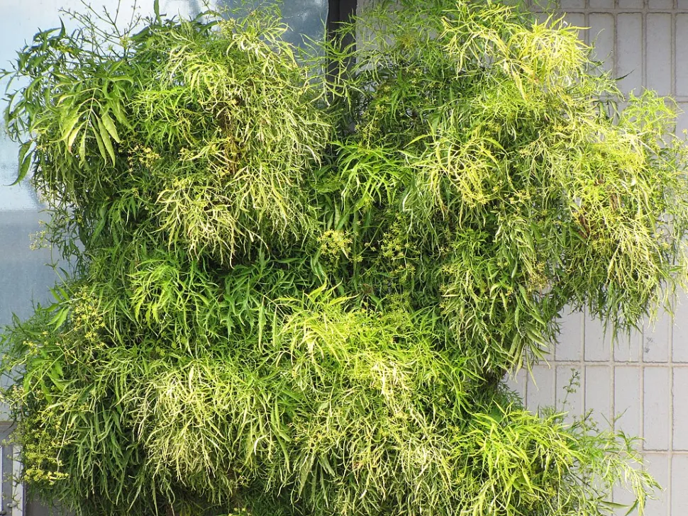 Polyscias filicifolia bladeren