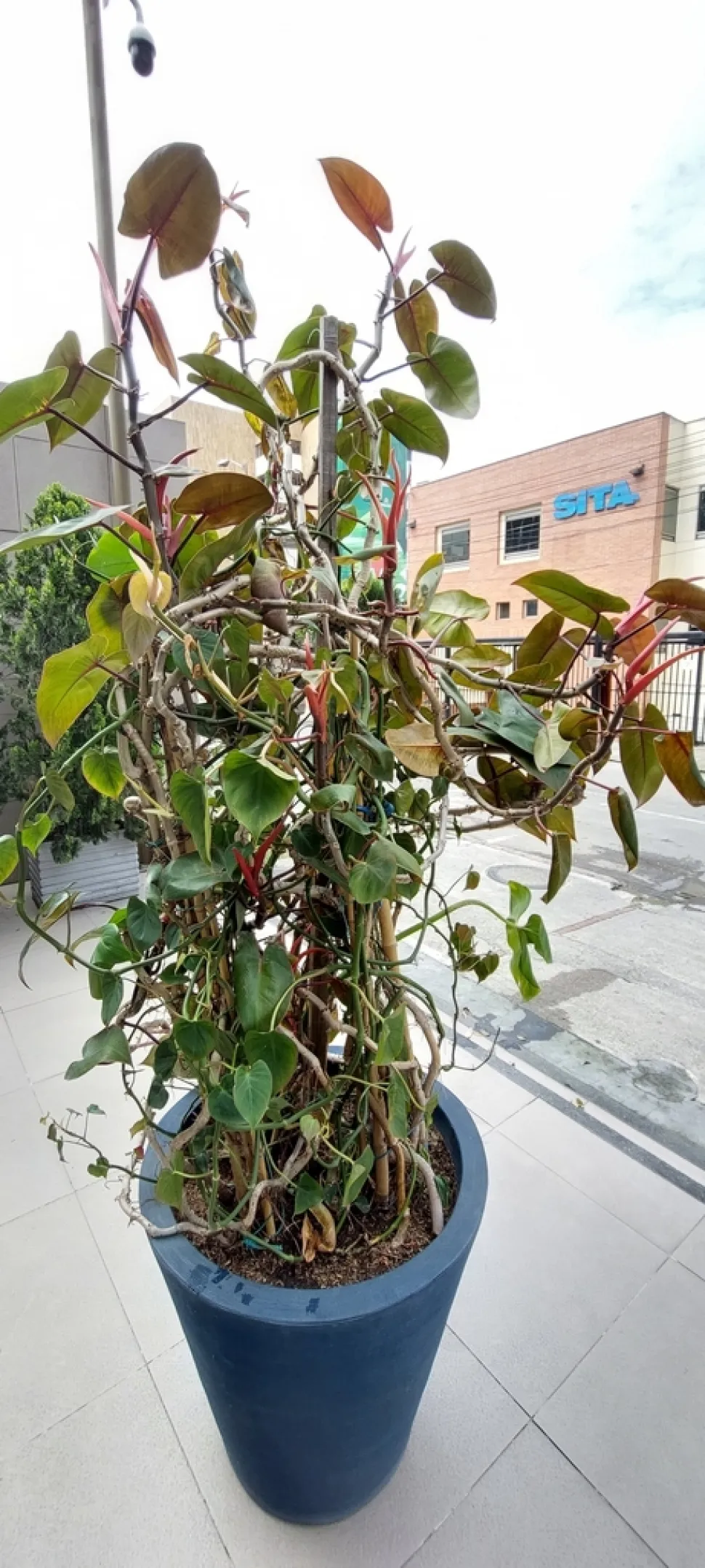 Großer Philodendron erubescens im Topf