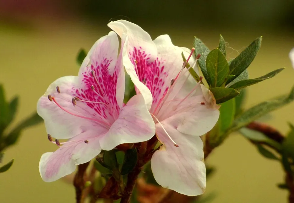 Flor rosa e branca Rhododendron japonica