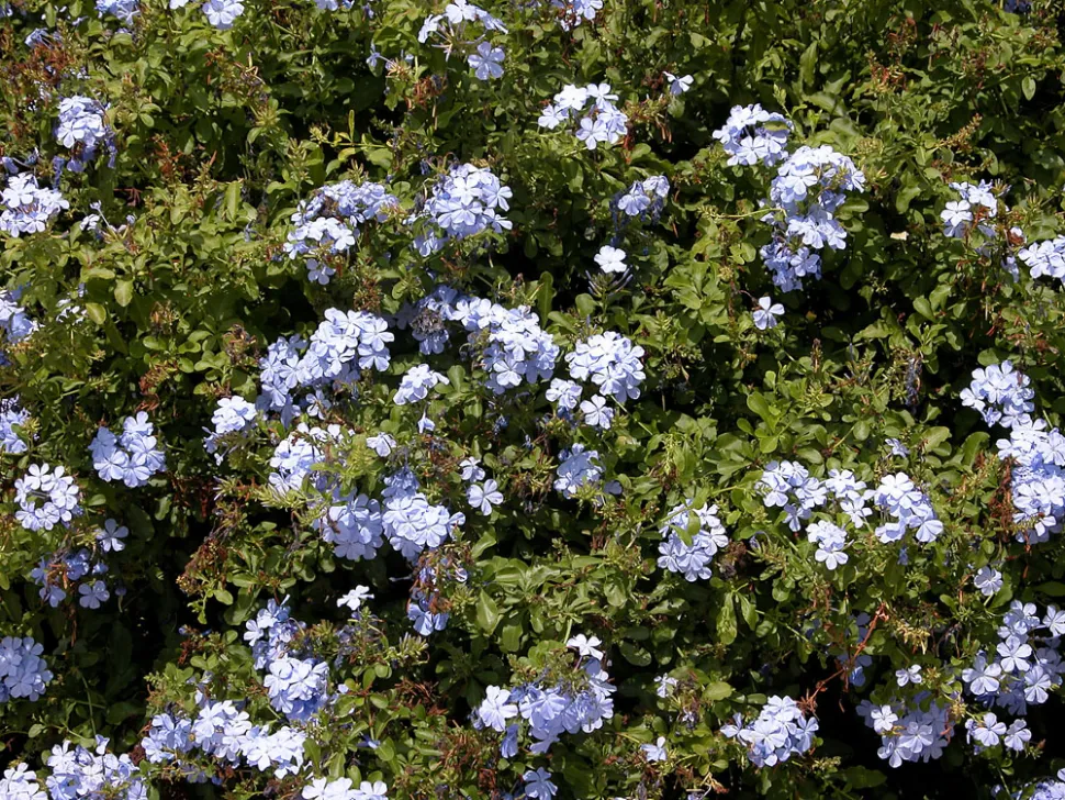 Plumbago auriculata i blomst