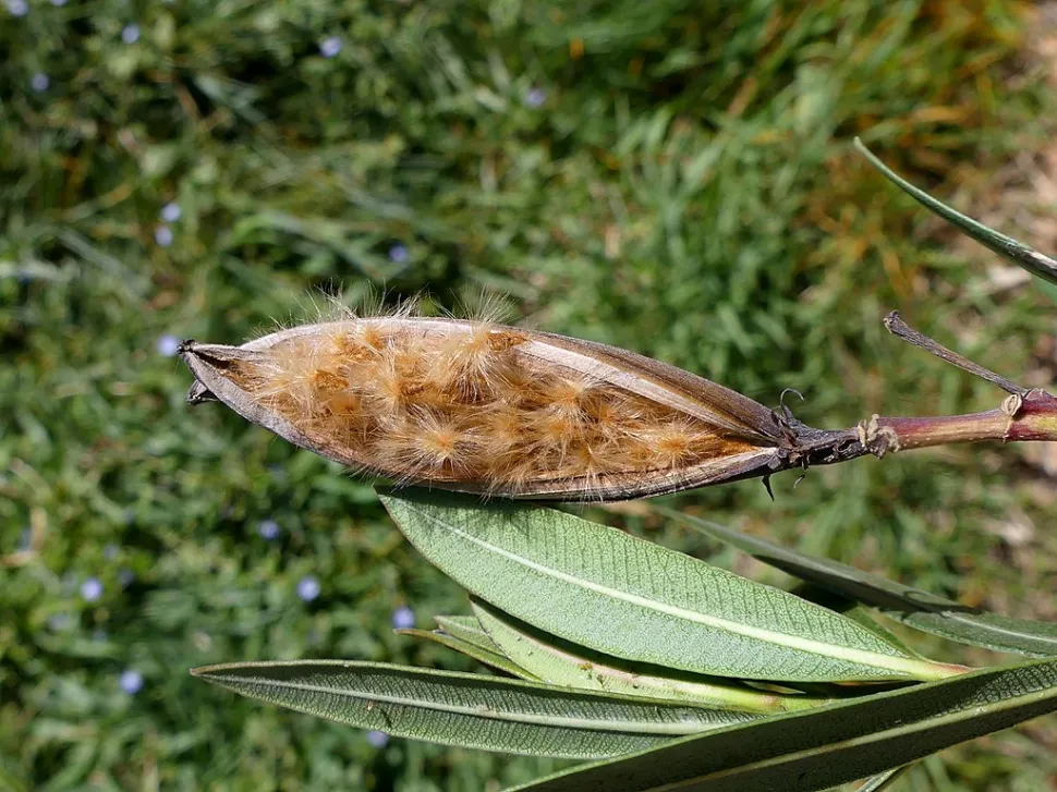 Oleander seeds in their pods