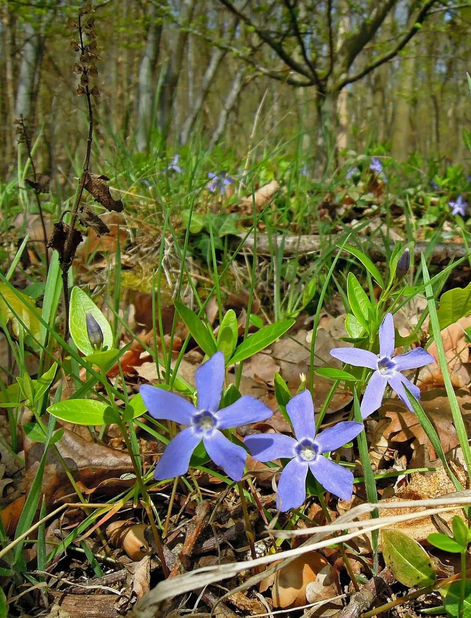 Violette Blume Kleines Immergrün
