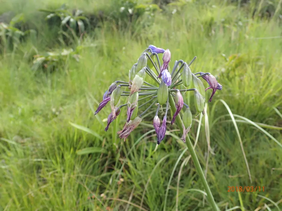 Frucht Agapanthus campanulatus