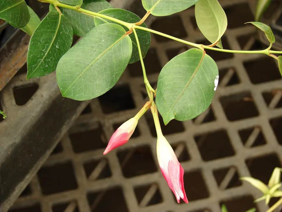 Groen blad Mandevilla splendens Dipladenia